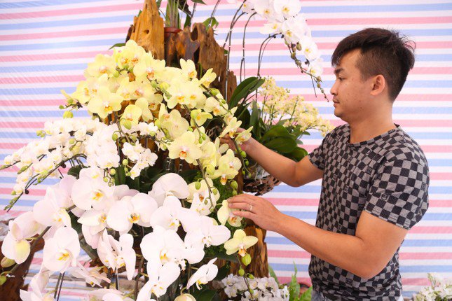 Thợ cắm hoa lan 'chạy sô' dịp Tết, thu nhập tiền triệu mỗi ngày - 3