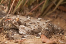 Media - Loài rắn nguy hiểm bậc nhất hành tinh có đầu hình quả lê, sở hữu nọc độc chết người