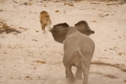 Phi thường - kỳ quặc - Đàn voi bảo vệ voi mẹ vừa sinh con trước bầy sư tử đói