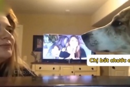 Clip hài hước - Chủ "nhây" bắt chước tiếng boss và cái kết