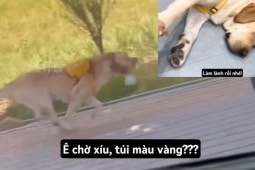 Những tình huống nhận nhầm thú cưng muốn "đội quần"