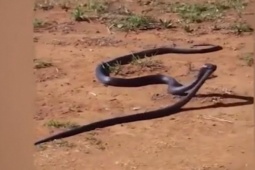 Phi thường - kỳ quặc - Video: Rắn đen ngoạm lấy đầu đồng loại rồi kéo vào bụi rậm