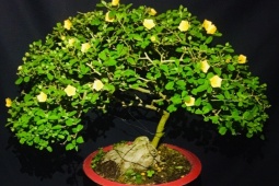 Cây hoa dại mọc đầy đường "lên chậu" thành bonsai, vài triệu đồng/chậu đắt khách dịp Tết