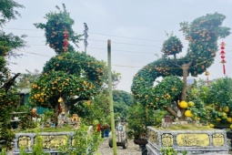 Chiêm ngưỡng cặp quýt hình rồng đang được rao bán hơn 100 triệu