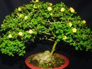 Thị trường - Tiêu dùng - Cây hoa dại mọc đầy đường &quot;lên chậu&quot; thành bonsai, vài triệu đồng/chậu đắt khách dịp Tết