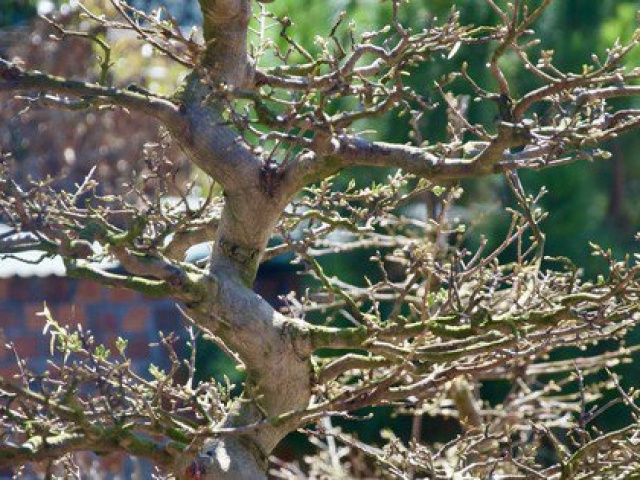 Thị trường - Tiêu dùng - Chiêm ngưỡng cây mai cổ dáng long, Tết 'cho thuê không bán'
