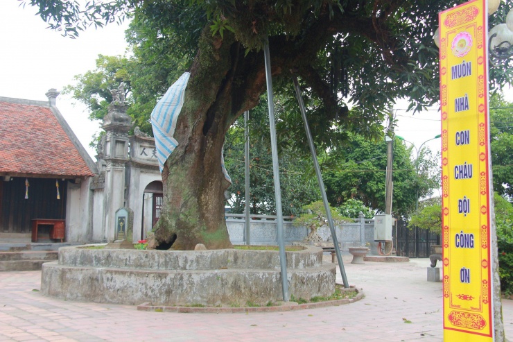 Đặc biệt, 1 cây Muỗm bên trái tháp Phổ Minh (theo hướng chùa) dù thân cây và 1 số cành đã bị rỗng ruột nhưng vẫn sống khỏe, lá xanh tươi tốt.