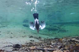 Media - American Dipper: Loài chim dài 18 cm có kỹ năng bơi, lặn sâu 6 mét để săn mồi