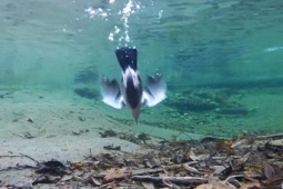 Media - American Dipper: Loài chim dài 18 cm có kỹ năng bơi, lặn sâu 6 mét để săn mồi