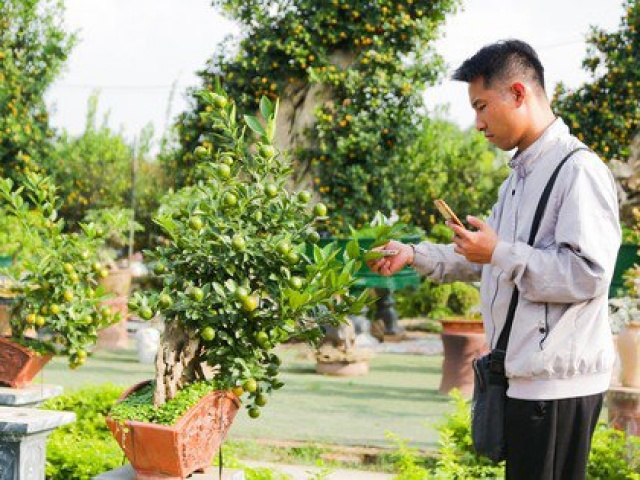 Thị trường - Tiêu dùng - Quất mini độc lạ, khách sẵn sàng bỏ cả chục triệu mua về chơi Tết
