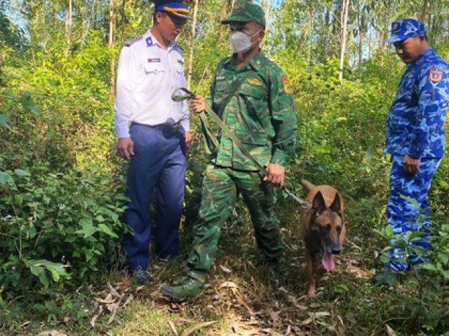 Pháp luật - Đưa chó nghiệp vụ tìm kiếm nơi phát hiện gần 300 kg nghi ma túy