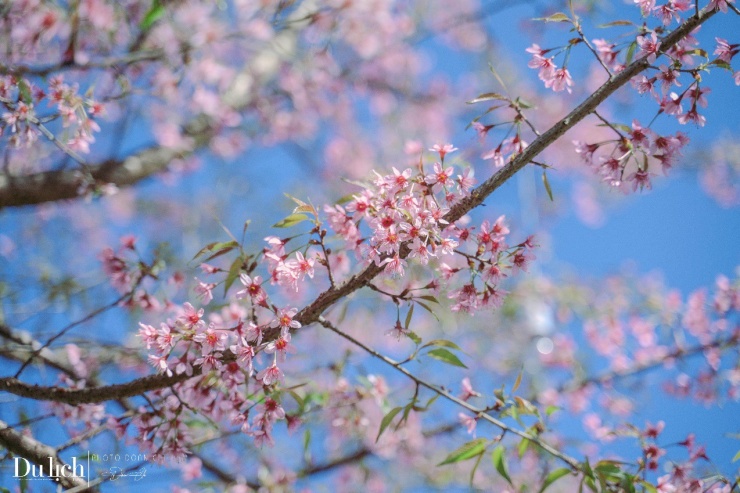 Hoa mai anh đào hay còn gọi là “Pằng tớ dày” (tớ dày) theo tiếng Mông, là loài hoa đặc trưng ở vùng núi rừng Tây Bắc, cao nguyên Lâm Đồng. Loại hoa rừng này thuộc họ hoa đào, thường nở vào dịp cuối năm Dương lịch, kéo dài đến đầu tháng 2 năm sau.