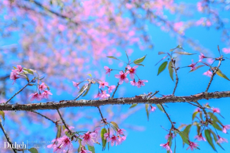 Thời điểm đẹp nhất trong ngày là buổi sáng khi mây trời lãng đãng, sương đêm còn vương trên cành lá, mặt trời vừa chiếu sáng.