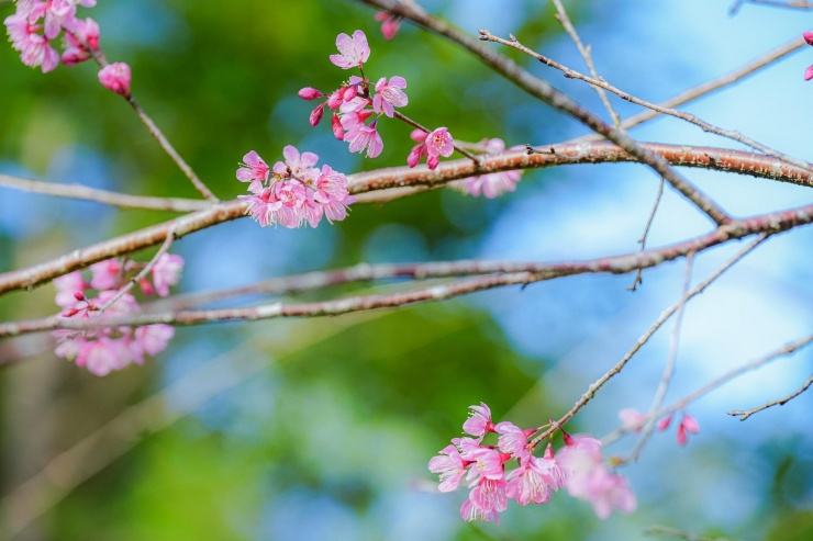 Những bông hoa mai anh đào đầu tiên nở tại Măng Đen