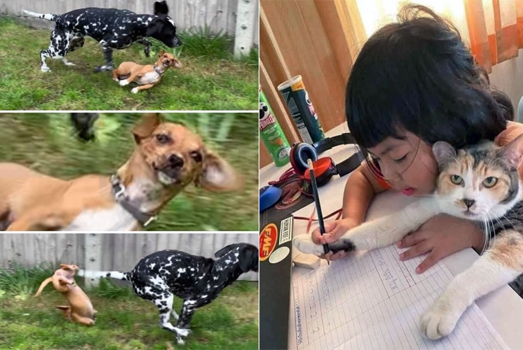 “Kiếp nạn” hài hước của thú cưng