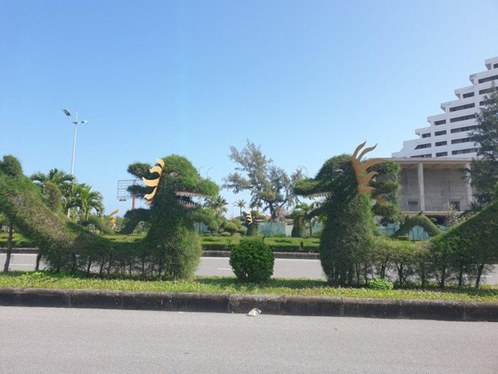 Theo Trưởng phòng Kế hoạch – Kỹ thuật, Trung tâm Công viên cây xanh Đồng Hới, đơn vị trồng cây dương để tạo hình rồng ở xã Bảo Ninh vì đây là loại cây phù hợp với khí hậu và thổ nhưỡng của bán đảo này.