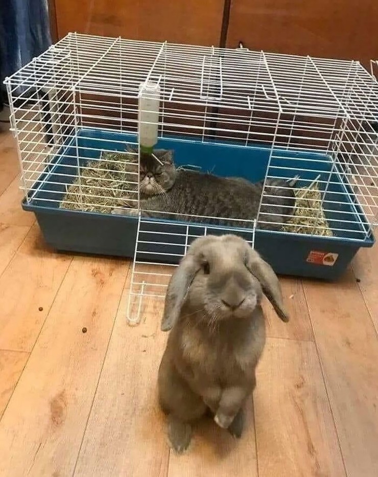 Chú thỏ đáng thương khi bị mèo chiếm nhà.
