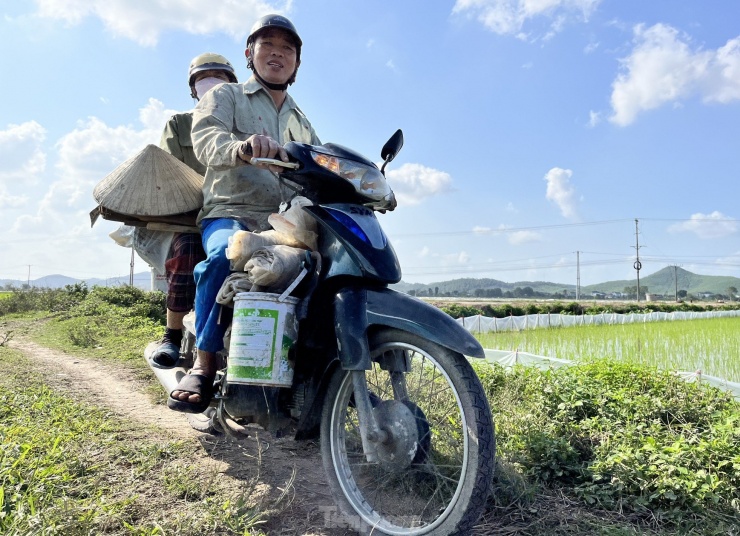 Thông thường những người đi cấy thuê sẽ tập hợp lại thành một nhóm để tiện liên lạc và tổ chức đi cấy thuê. Các nhóm nhận cấy thuê không chỉ nhận ruộng khu vực gần mà còn nhận khu vực xa ở các huyện khác nên đôi khi phải đi xe máy và mang theo cơm, nước để tranh thủ ăn rồi làm cho kịp.