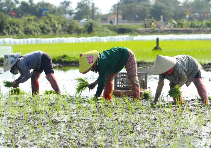 Việc cấy lúa thường chỉ kéo dài trong vài ba tuần. Trong khi đó nhiều hộ gia đình neo người nên buộc phải thuê người về cấy để kịp mùa vụ. "Cấy này mình phải theo làng, theo xã. Ruộng mọi người cấy thì mình cũng phải cấy. Nếu cấy sau thì không được, không kịp để lúa phát triển. Vậy nên gia đình phải thuê người về cấy cho kịp. Nhà tôi năm nay cấy hơn 1 mẫu, phải thuê 1 nhóm 6 người về cấy", anh Trần Văn Trường (trú xã Quỳnh Giang, Quỳnh Lưu, Nghệ An) chia sẻ.