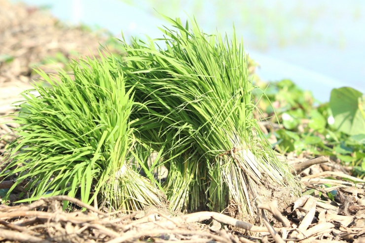 Trước khi cấy, chủ ruộng sẽ nhổ mạ (lúa non) rồi đưa đến cho người làm thuê cấy. Hoặc các chủ ruộng sẽ gieo mạ ngay trên khu vực ruộng cấy để tiện nhổ và cấy.