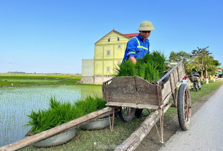 Những khu vực xa được các chủ nhà dùng xe kéo đưa mạ đến ruộng để cấy.