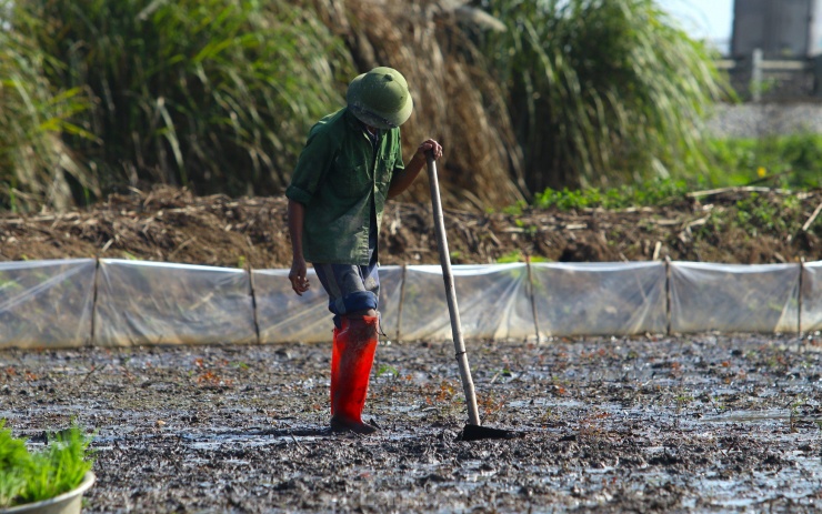 Trước khi cấy lúa, ruộng sẽ được chủ ruộng cày và san bằng phẳng để lúa có thể phát triển tốt hơn.