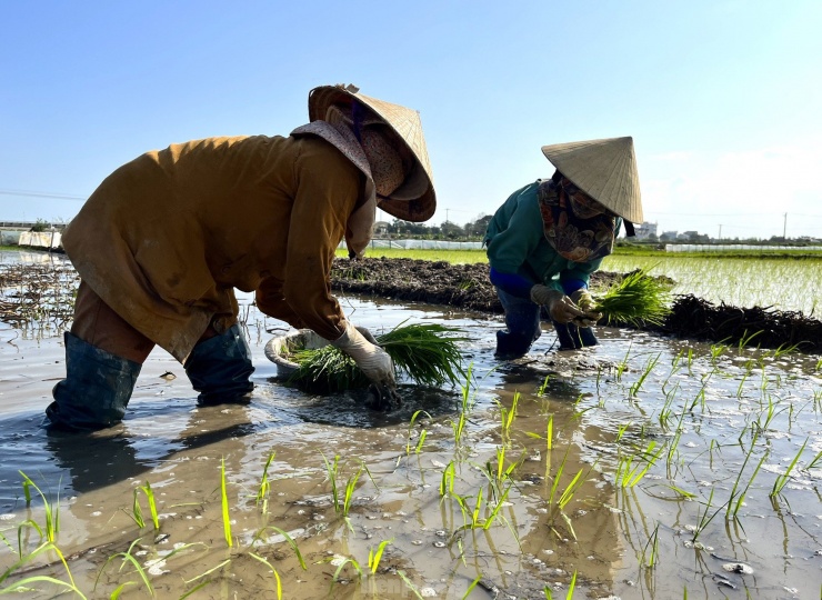 Thông thường người đi cấy thuê sẽ nhận được tiền công từ 300 đến 350 nghìn đồng nếu cấy theo ngày công. Nếu nhận khoán cấy theo ruộng, người thợ có thể nhận được 500 nghìn đồng. Tuy nhiên việc này sẽ khiến người thợ mệt nhọc hơn.