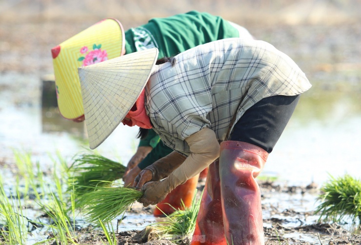 Chị Tuyết cho biết thêm, người đi cấy thuê không cần giỏi, không cần kỹ thuật tốt hay khéo léo gì nhưng cần sức khỏe tốt. "Người đi cấy lúa thuê phải có sức khỏe tốt mới bám trụ được. So với nghề khác không nặng nhọc, vất vả lắm nhưng cả ngày phải cúi khom lưng, chân tay ngâm dưới bùn nên tối về lưng lại đau ê ẩm, mỏi gối. Đôi khi đêm nằm chưa ngủ được thì sáng đã phải dậy sớm để đi cấy cho kịp", chị Tuyết chia sẻ.