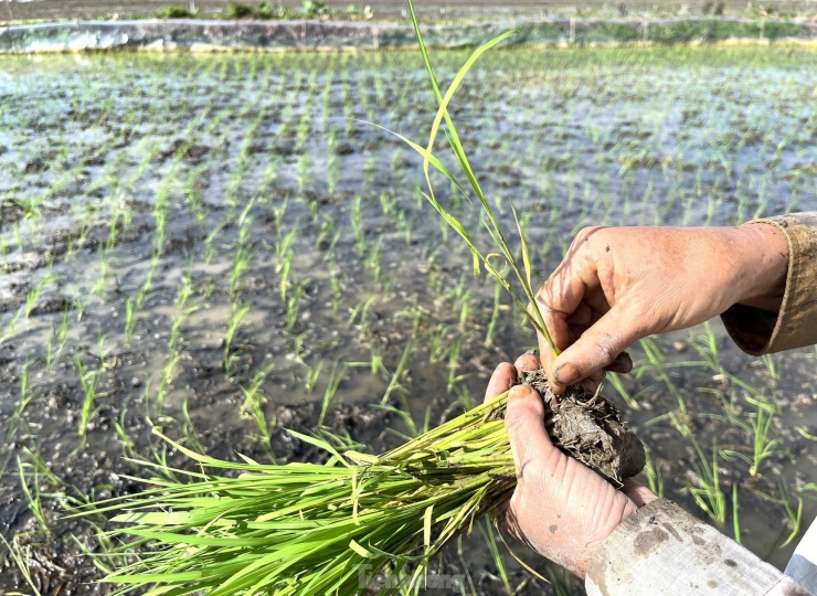Cận Tết đi 'bán mặt cho đất, bán lưng cho trời' kiếm nửa triệu mỗi ngày - 13