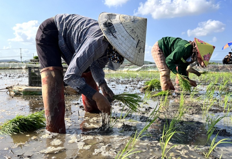 Cận Tết đi 'bán mặt cho đất, bán lưng cho trời' kiếm nửa triệu mỗi ngày - 11