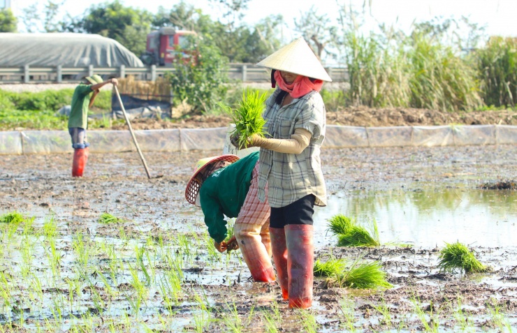 Cúi cấy nhiều mệt, thỉnh thoảng những người thợ lại phải đứng dậy để hít thở cho thẳng lưng rồi mới tiếp tục cúi xuống cấy lúa.