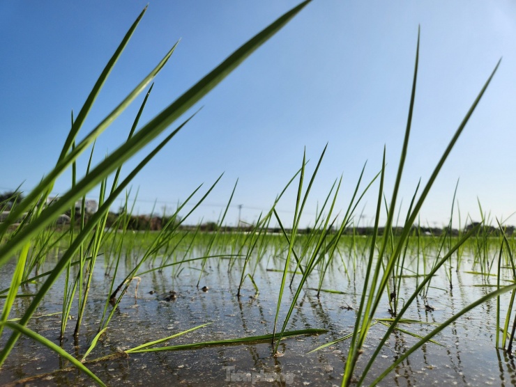 Những cây lúa được người thợ cấy không quá dày cũng không quá thưa, vừa đủ để cây lúa lớn lên và phát triển tốt.