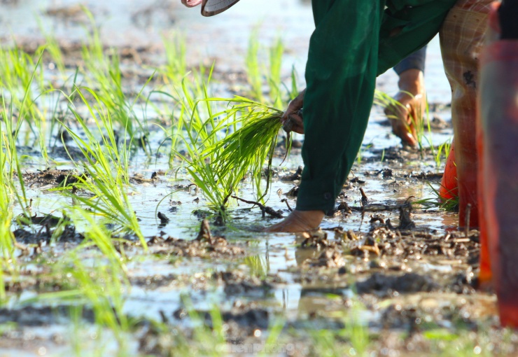 Thông thường người thợ sẽ cầm 1 nắm mạ trên tay rồi thoăn thoắt tách 1 hoặc 2 cây và cắm sâu xuống lớp đất bùn.