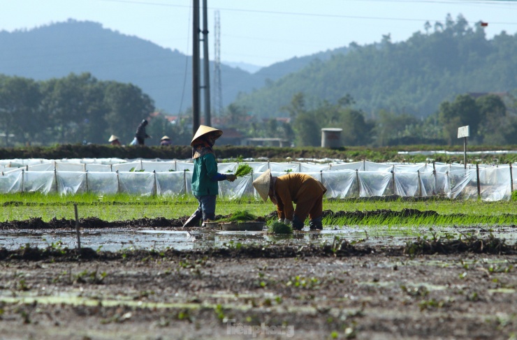 Nghề cấy lúa thuê mỗi năm chỉ có 2 vụ, mỗi vụ kéo dài vài ba tuần nên các thợ cấy thường tranh thủ làm thật nhanh các ruộng để nhận tiếp những ruộng mới.. “Phải tranh thủ cho kịp chứ hết mùa thì muốn đi cấy thuê cũng không được. Vậy nên có mệt cũng phải cố gắng ít ngày, Dịp này, nếu chăm chỉ cấy thuê đến Tết chắc tôi cũng kiếm được 8-9 triệu đồng, có thêm tiền sắm Tết” - chị Cao Thị Luân (trú xã Quỳnh Giang, huyện Quỳnh Lưu) nói.