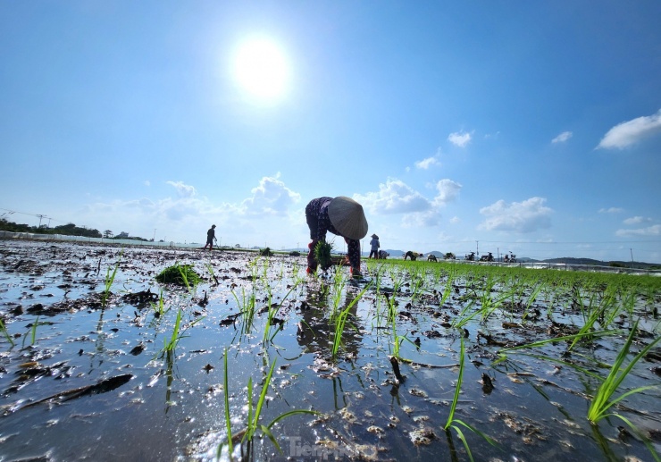 Dưới cái nắng chang chang, những người thợ cấy lúa thuê vẫn miệt mài "bán mặt cho đất, bán lưng cho trời" để mưu sinh.