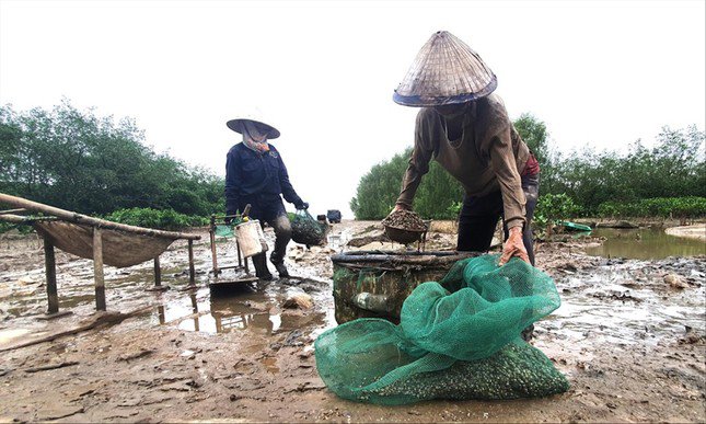 Người dân mưu sinh trong rừng ngập mặn ven biển xã Đa Lộc, huyện Hậu Lộc, Thanh Hóa.