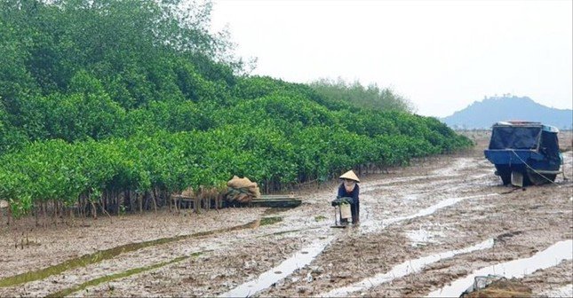 Rừng ngập mặn ở Đa Lộc được mở rộng đã tạo ra nguồn thu nhập tốt cho người dân trong vùng.