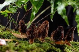 Ẩm thực - Loại nấm nhìn như tổ ong, xấu xí nhưng lại rất quý hiếm