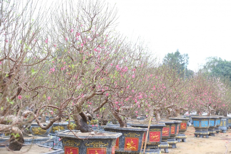 Còn khoảng 2 tuần nữa là đến Tết Nguyên đán Giáp Thìn 2024, những ngày này các con đường tại TP Vinh, Nghệ An đã ngập tràn sắc màu với đủ loại hoa, cây cảnh. Trong đó, đào Tết là loại cây cảnh được nhập về nhiều nhất.