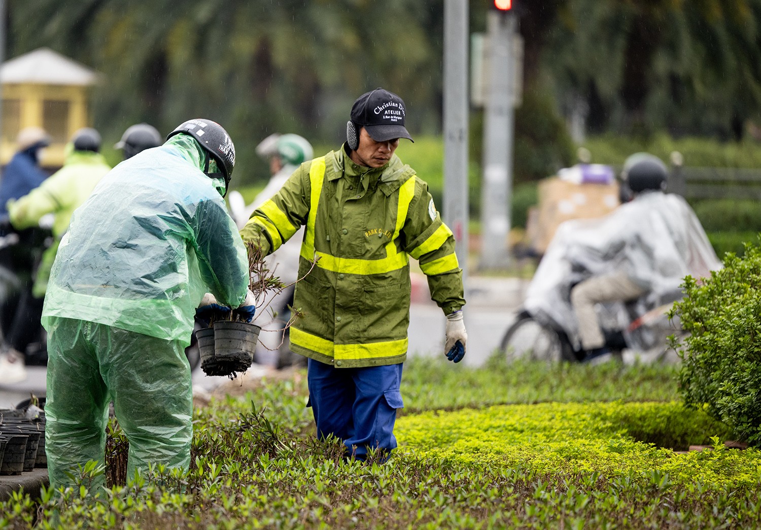  Những công nhân cây xanh dầm mưa để chăm sóc cây, chuẩn bị trang hoàng phố phường đón Tết Nguyên đán 2024.