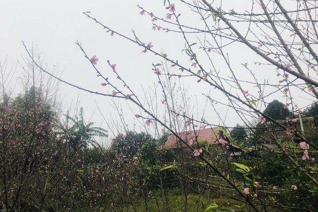 Đào rừng nở thắm bản Son Bá Mười, xã Lũng Cao, huyện Bá Thước, tỉnh Thanh Hóa