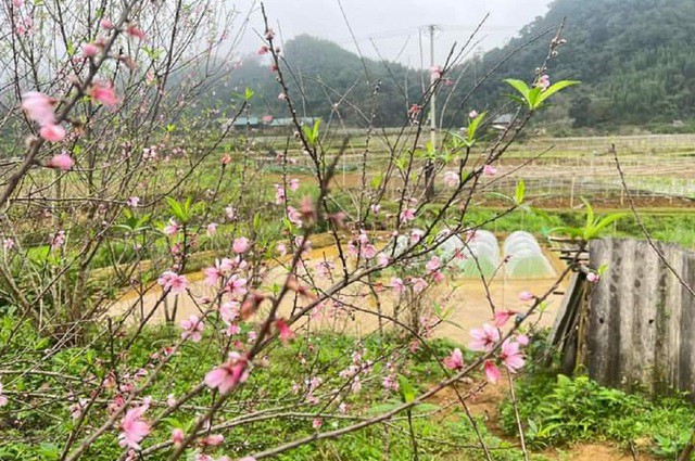 Son Bá Mười là bản vùng cao biệt lập của xã Lũng Cao, huyện Bá Thước, tỉnh Thanh Hóa. Bản này nằm ở độ cao hơn 1.800 m so với mực nước biển