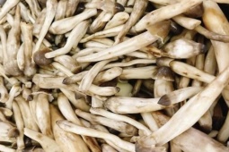 Thị trường - Tiêu dùng - Đặc sản "trời cho" ở Việt Nam, mỗi năm xuất hiện một lần hái lúc trời chưa sáng tiền triệu/kg