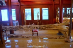 Tin tức trong ngày - Chiêm ngưỡng gốc trầm hương 200 tuổi dáng độc lạ, cao hơn 8m