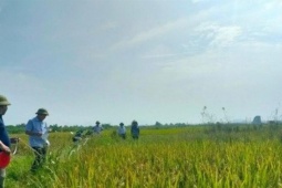 Kinh doanh - Luật Đất đai sửa đổi: Nhiều quy định mới với đất nông nghiệp