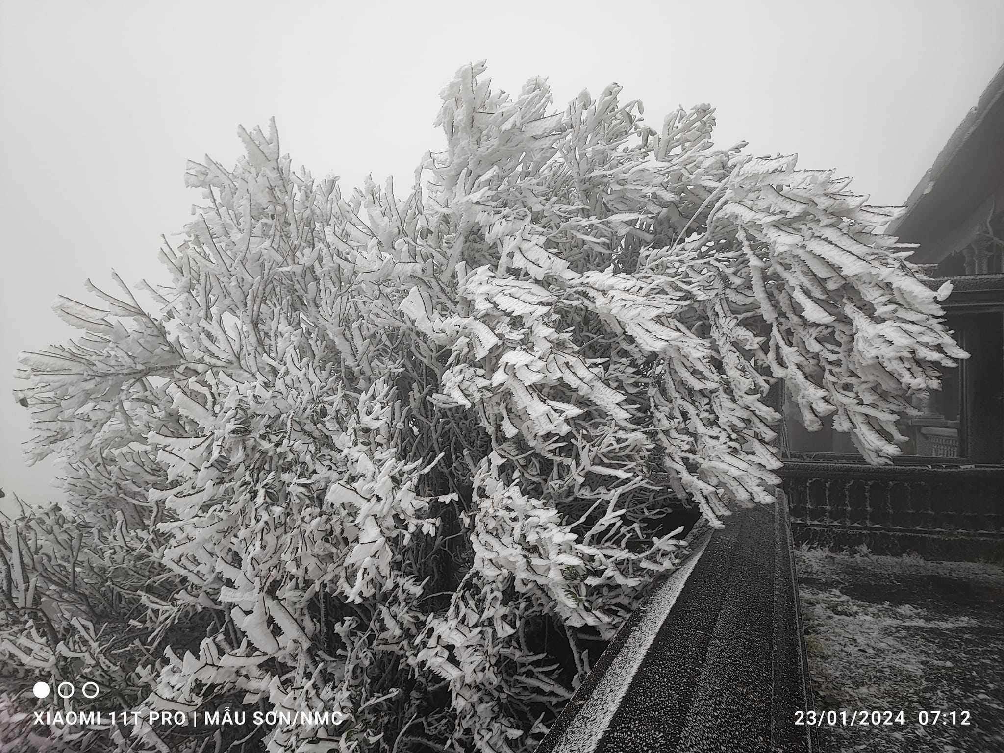 Nhiệt độ thấp kèm theo mưa nhỏ khiến băng giá phủ một lớp rất dày trên khu vực đỉnh Mẫu Sơn. Ảnh: Nguyễn Minh Chuyển