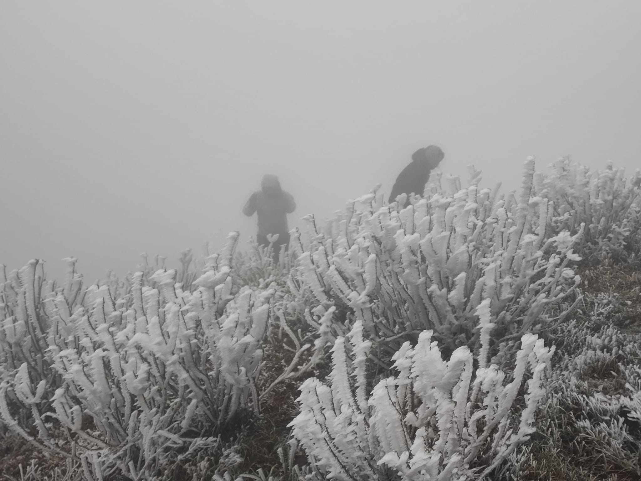Nhiều du khách đổ về đỉnh Mẫu Sơn để được ngắm nhìn băng giá. Ảnh: Nguyễn Minh Chuyển