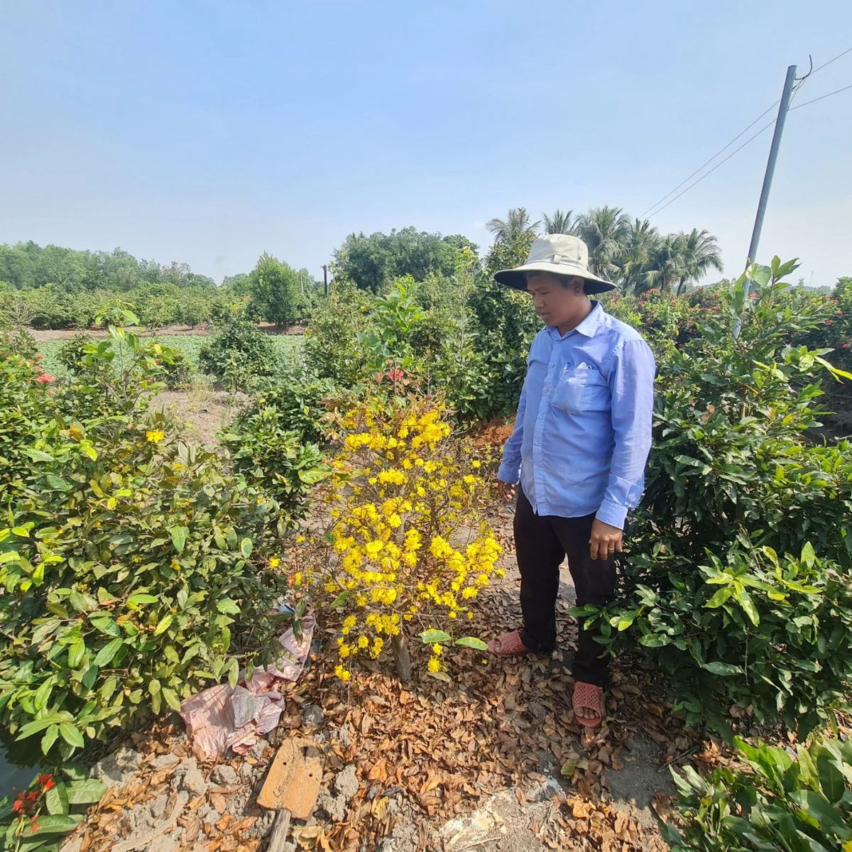 Ông Lê Hữu Thiện, giám đốc hợp tác xã làng mai Bình Lợi thông tin sản lượng mai bán ra năm nay giảm nhiều so với năm trước.