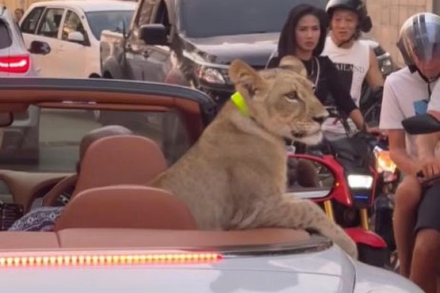 Sư tử ngồi trên chiếc siêu xe chiếc Bentley màu trắng mui trần dạo phố Pattaya vào tháng 1-2024. Ảnh: Screengrab