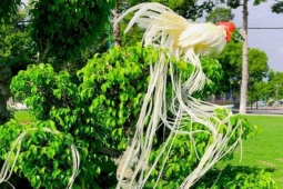 Thị trường - Tiêu dùng - Giống gà "quý tộc" đắt đỏ nhất nhì thế giới, ở Việt Nam bán giá hàng trăm triệu đồng